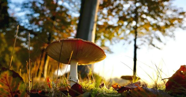 Gotowe growkity od sprawdzonego dostawcy